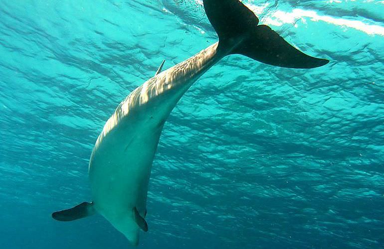 Delfin Tour in Makadi Bay - Schwimmen mit freilebenden Delfinen