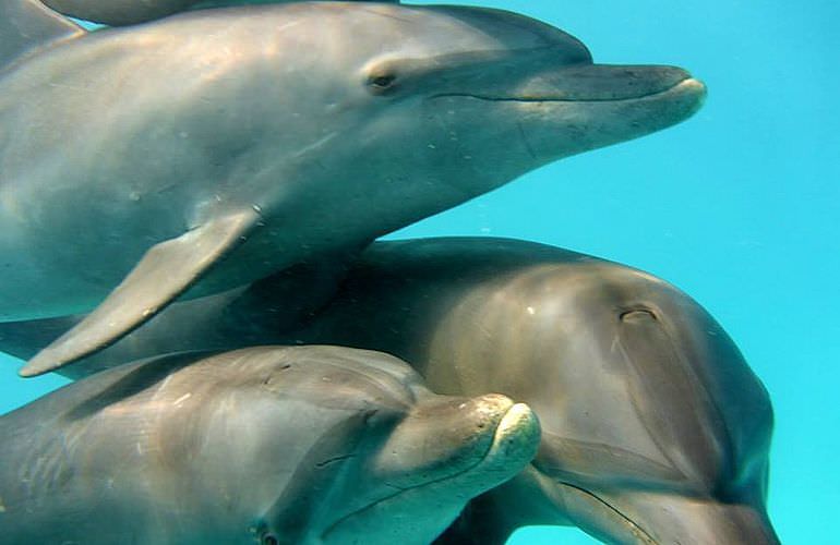 Delfin Tour in Makadi Bay - Schwimmen mit freilebenden Delfinen