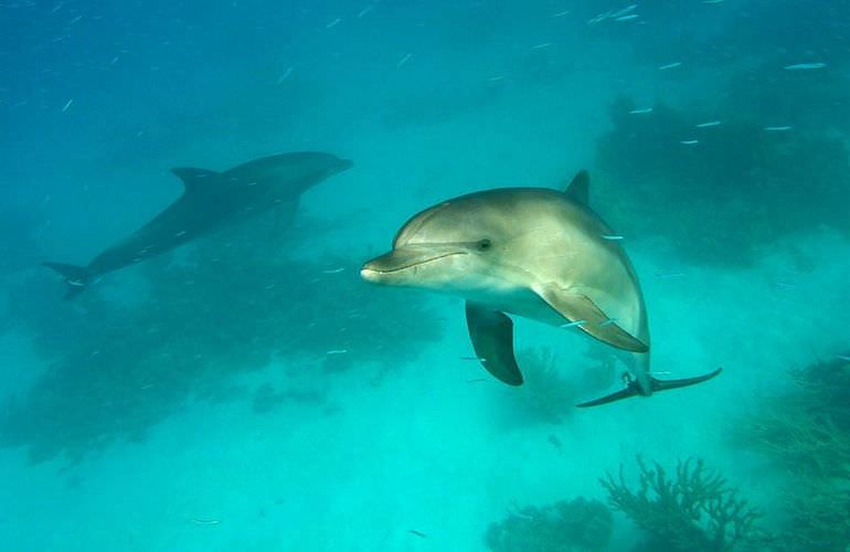 Delfin Tour in Sahl Hasheesh - Schwimmen mit freilebenden Delfinen