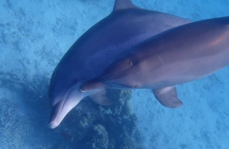 Privater Ausflug zu den Delfinen mit Speedboot ab Sahl Hasheesh