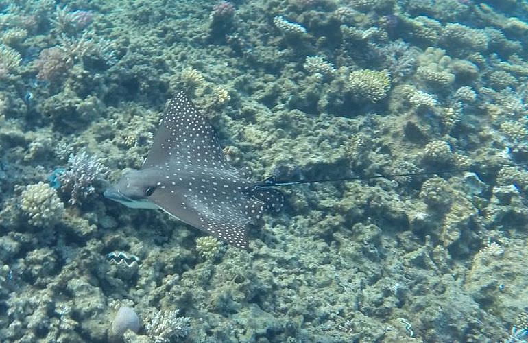 Exklusive Makadi Bay Bootstour: Privater Ausflug auf eine einsame Insel mit Schnorcheln