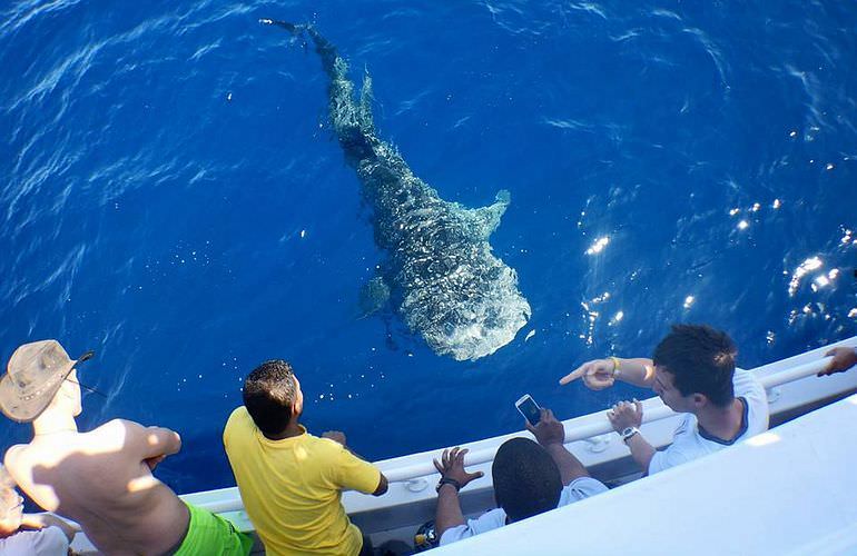 Exklusive Makadi Bay Bootstour: Privater Ausflug auf eine einsame Insel mit Schnorcheln