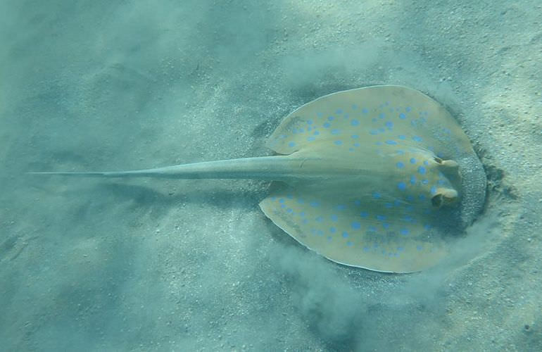 Exklusive Makadi Bay Bootstour: Privater Ausflug auf eine einsame Insel mit Schnorcheln