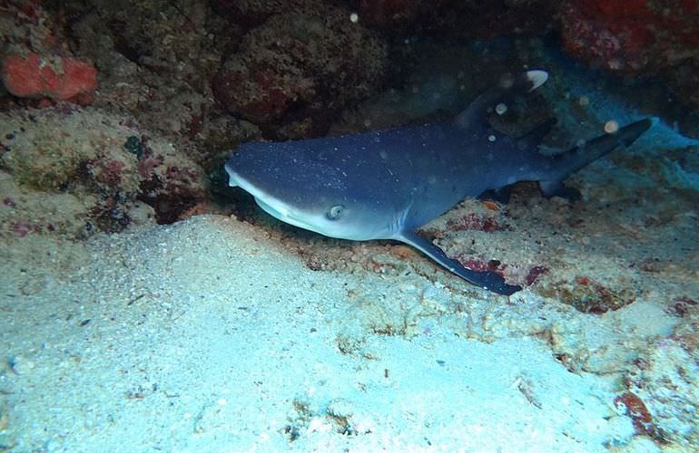 Exklusive Makadi Bay Bootstour: Privater Ausflug auf eine einsame Insel mit Schnorcheln