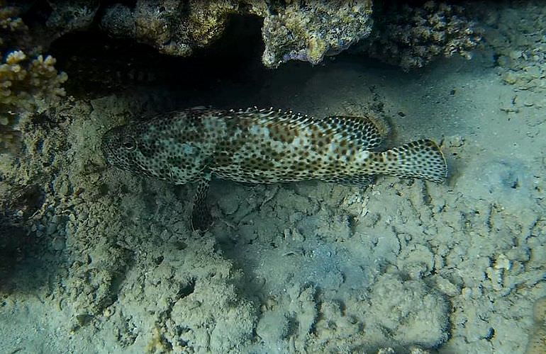 Exklusive Makadi Bay Bootstour: Privater Ausflug auf eine einsame Insel mit Schnorcheln