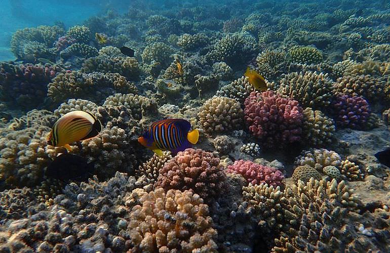 Exklusive Makadi Bay Bootstour: Privater Ausflug auf eine einsame Insel mit Schnorcheln