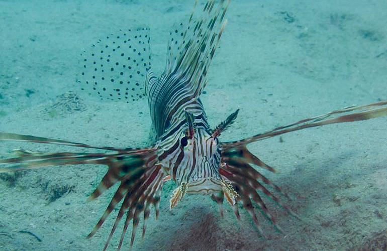 Exklusive Makadi Bay Bootstour: Privater Ausflug auf eine einsame Insel mit Schnorcheln