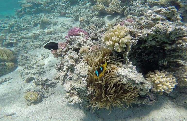 Exklusive Makadi Bay Bootstour: Privater Ausflug auf eine einsame Insel mit Schnorcheln