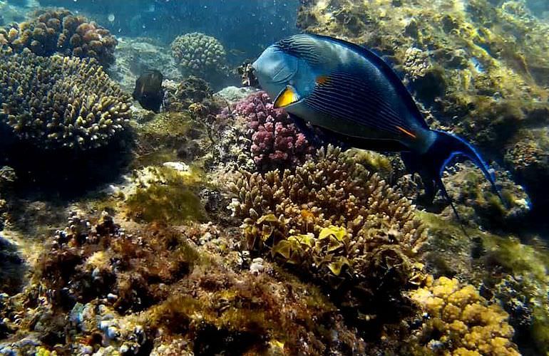 Exklusive Makadi Bay Bootstour: Privater Ausflug auf eine einsame Insel mit Schnorcheln