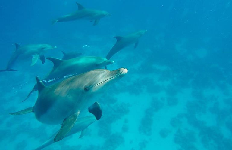 Exklusive Makadi Bay Bootstour: Privater Ausflug auf eine einsame Insel mit Schnorcheln