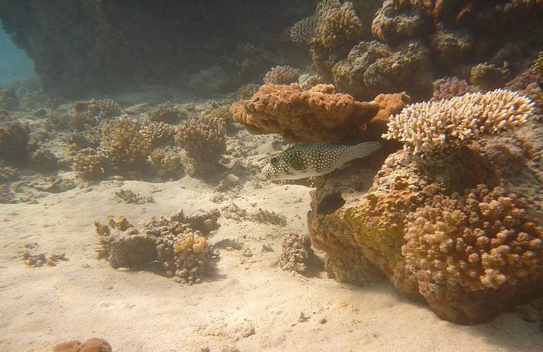 Tagesausflug von Makadi Bay zur Insel Giftun