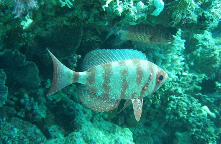 Tagesausflug von Makadi Bay zur Insel Giftun