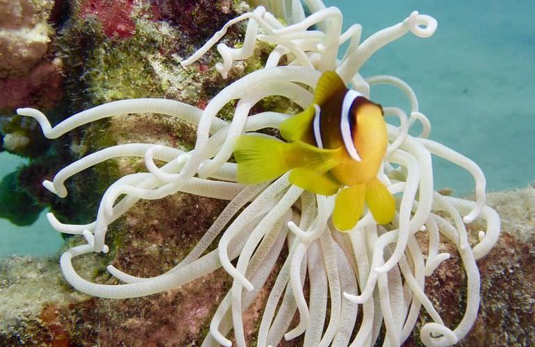 Insel Ausflug mit Schnorcheln ab Makadi Bay - Karibik Feeling pur