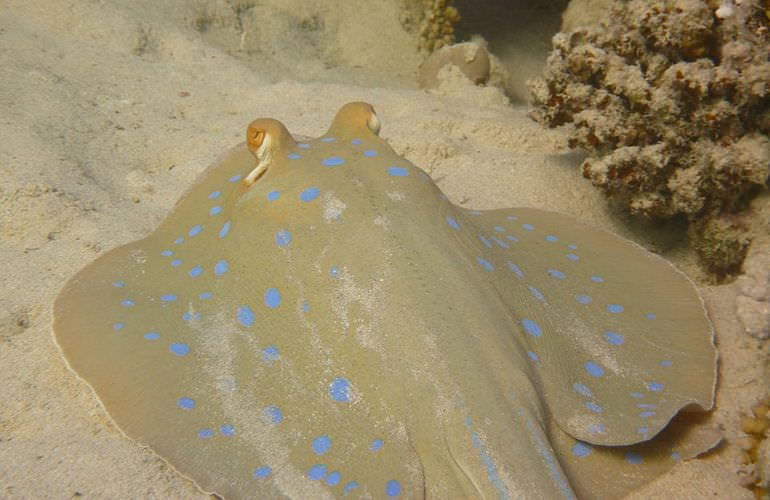 Insel Ausflug mit Schnorcheln ab Makadi Bay - Karibik Feeling pur