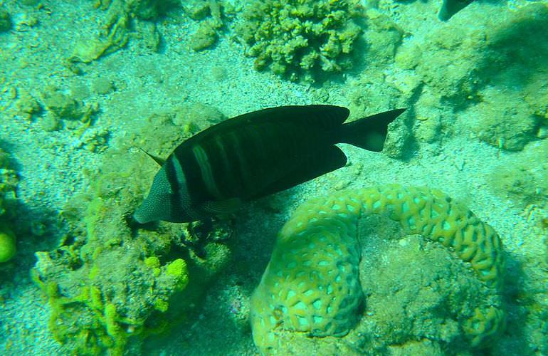 Insel Ausflug mit Schnorcheln ab Makadi Bay - Karibik Feeling pur