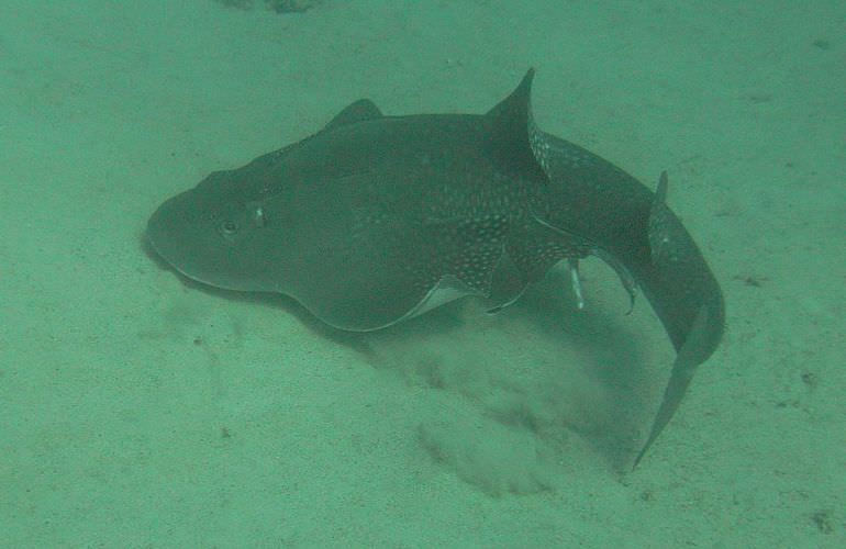 Insel Ausflug mit Schnorcheln ab Makadi Bay - Karibik Feeling pur