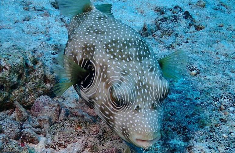 Insel Ausflug mit Schnorcheln ab Makadi Bay - Karibik Feeling pur