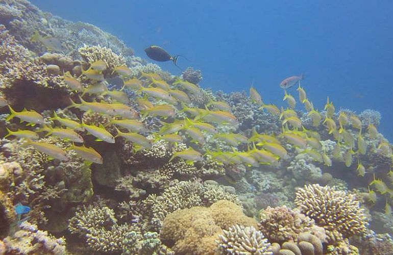 Insel Ausflug mit Schnorcheln ab Makadi Bay - Karibik Feeling pur