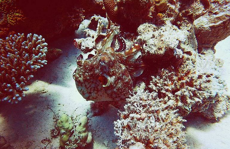 Insel Ausflug mit Schnorcheln ab Makadi Bay - Karibik Feeling pur