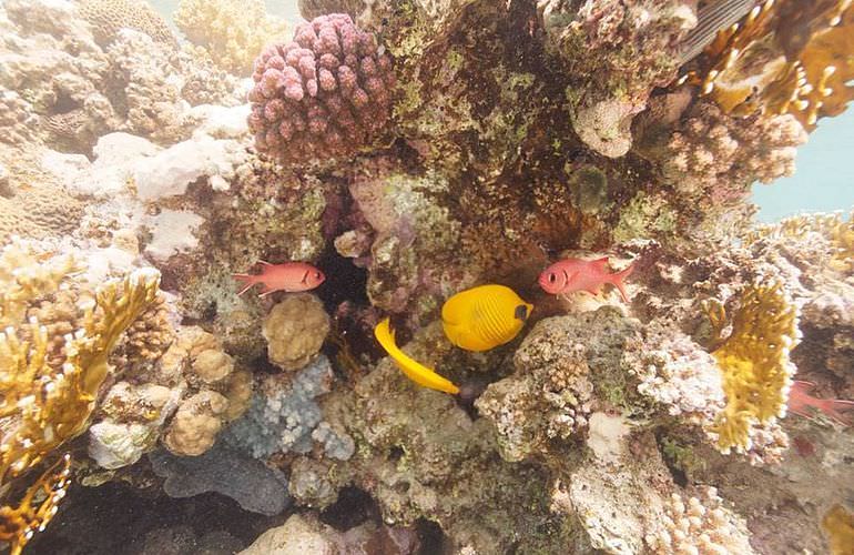 Insel Ausflug mit Schnorcheln ab Makadi Bay - Karibik Feeling pur