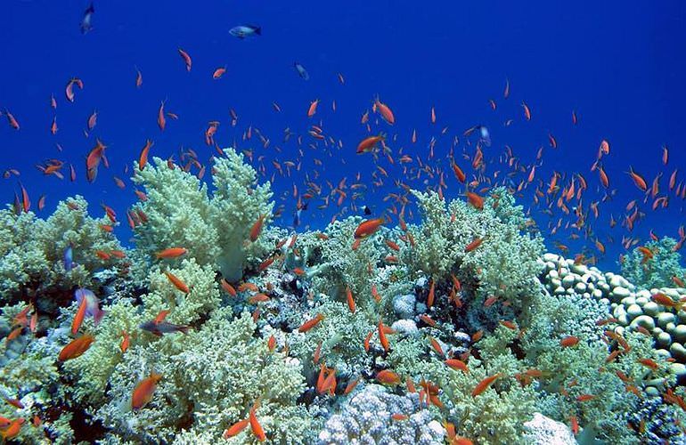 Insel Ausflug mit Schnorcheln ab Makadi Bay - Karibik Feeling pur