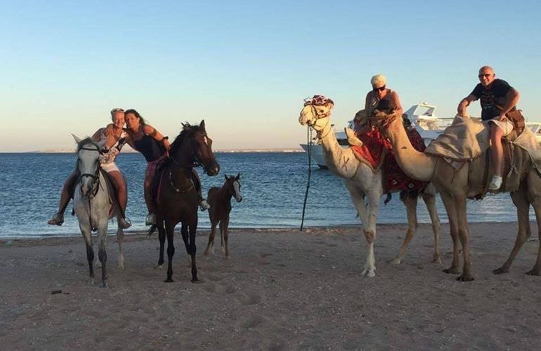 Kamelreiten in Makadi Bay: Am Strand oder in der Wüste