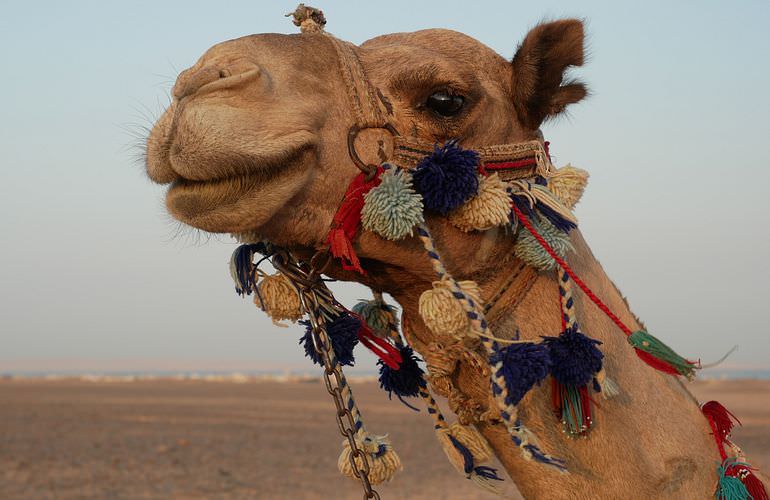 Kamelreiten in Makadi Bay: Am Strand oder in der Wüste