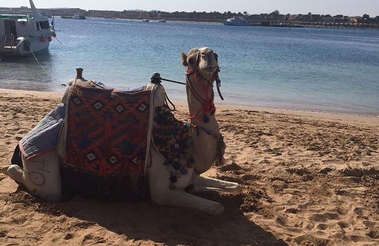 Kamelreiten in Makadi Bay: Am Strand oder in der Wüste