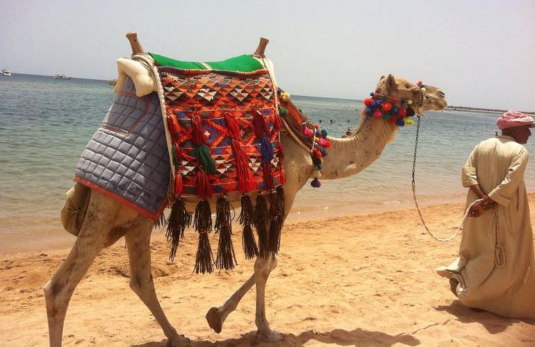 Kamelreiten in Makadi Bay: Am Strand oder in der Wüste