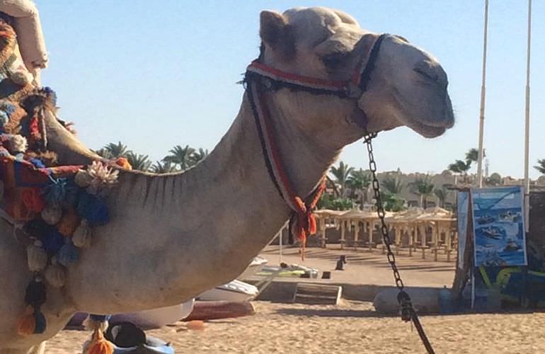 Kamelreiten in Makadi Bay: Am Strand oder in der Wüste