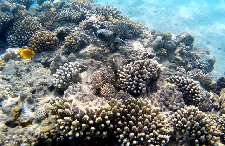 Ganztägiger Schnorchelausflug zur Mahmya Insel von Makadi Bay