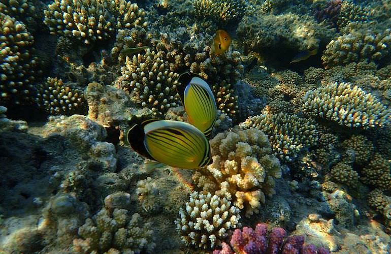 Ganztägiger Schnorchelausflug zur Mahmya Insel von Makadi Bay