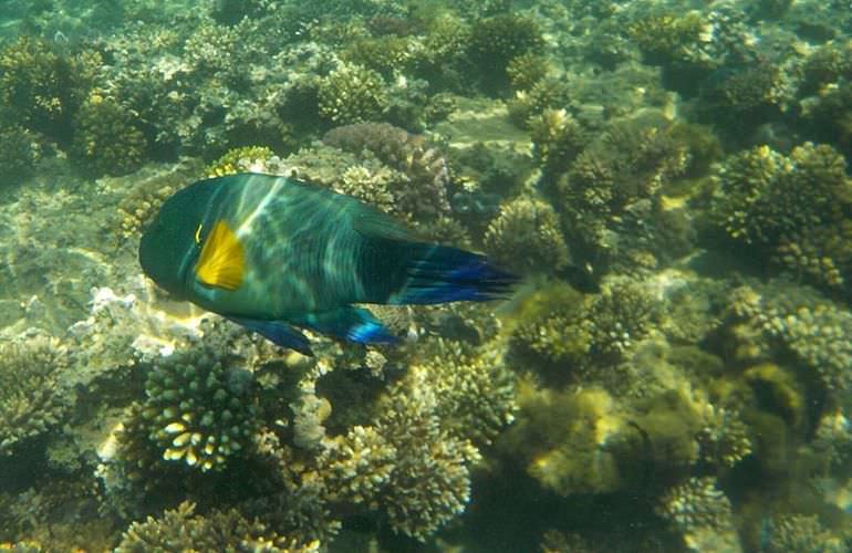 Ganztägiger Schnorchelausflug zur Mahmya Insel von Makadi Bay