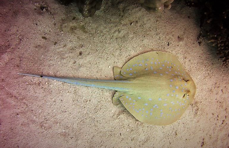 Ganztägiger Schnorchelausflug zur Mahmya Insel von Makadi Bay