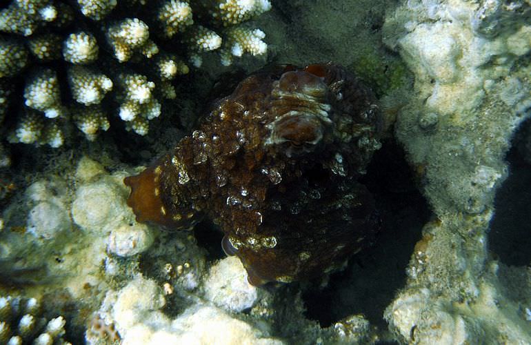 Ganztägiger Schnorchelausflug zur Mahmya Insel von Makadi Bay