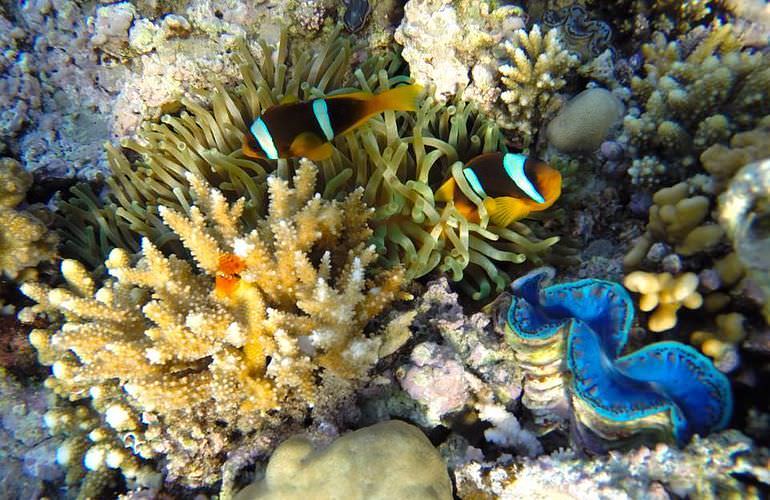 Ganztägiger Schnorchelausflug zur Mahmya Insel von Makadi Bay