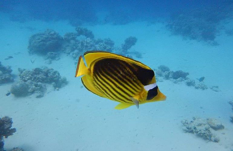 Ganztägiger Schnorchelausflug zur Mahmya Insel von Makadi Bay