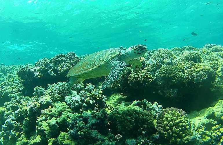 Ganztägiger Schnorchelausflug zur Mahmya Insel von Makadi Bay