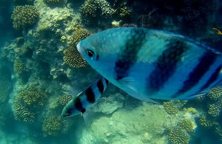 Ganztägiger Schnorchelausflug zur Mahmya Insel von Makadi Bay