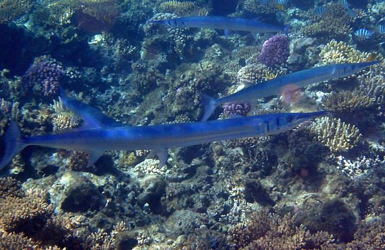 Ganztägiger Schnorchelausflug zur Mahmya Insel von Makadi Bay