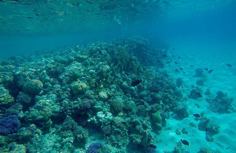 Ausflug von Makadi Bay zur Paradies Insel mit dem Boot