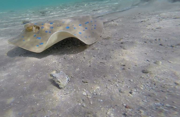 Ausflug von Makadi Bay zur Paradies Insel mit dem Boot