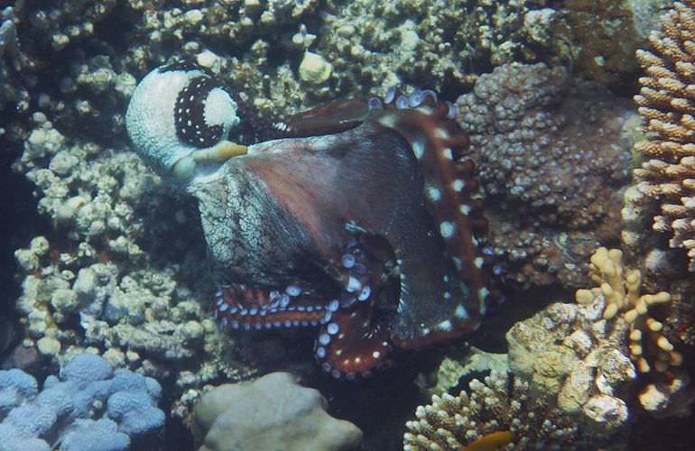 Ausflug von Makadi Bay zur Paradies Insel mit dem Boot