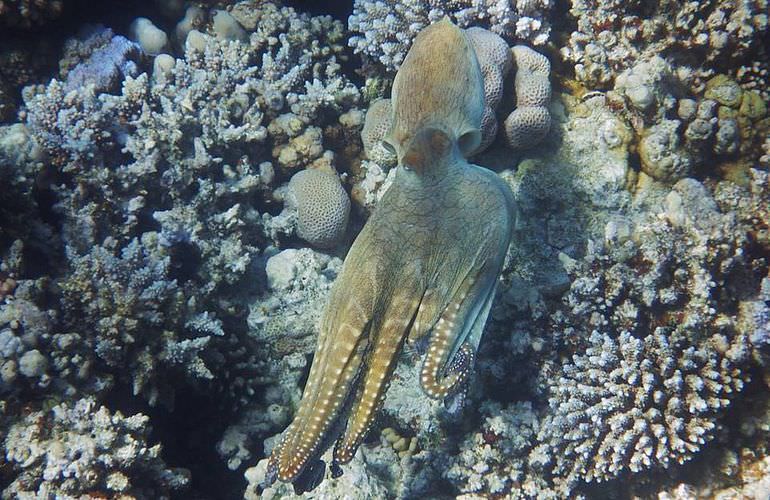 Ausflug von Makadi Bay zur Paradies Insel mit dem Boot