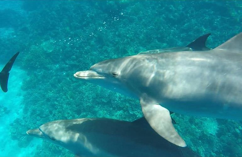 Ausflug von Makadi Bay zur Paradies Insel mit dem Boot