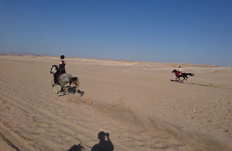 Pferde Reiten in Makadi Bay: Reiten am Strand oder in der Wüste