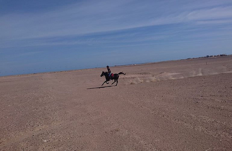 Pferde Reiten in Makadi Bay: Reiten am Strand oder in der Wüste