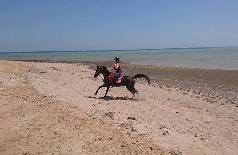 Pferde Reiten in Makadi Bay: Reiten am Strand oder in der Wüste