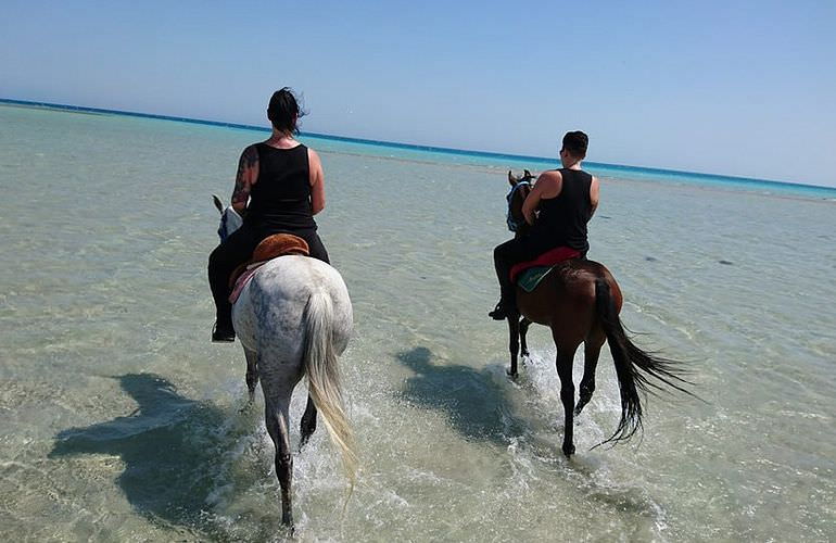 Pferde Reiten in Makadi Bay: Reiten am Strand oder in der Wüste