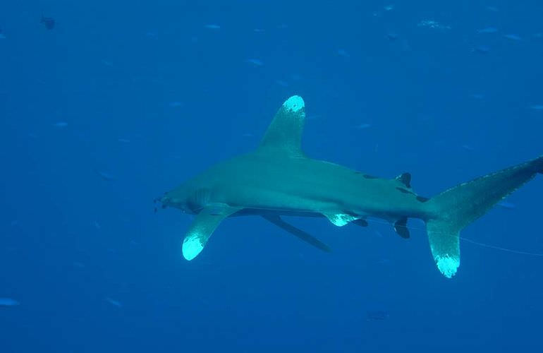 Tauchausflüge für Fortgeschrittene und Anfänger ab Makadi Bay